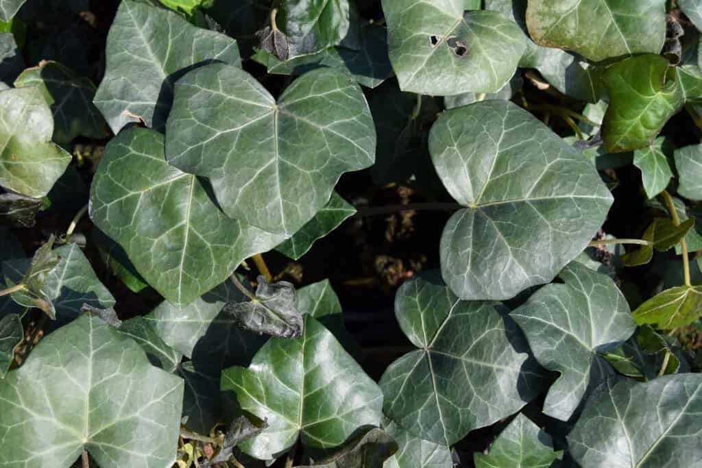 Hedera hibernica ---